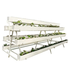 Système de gouttières hydroponiques <span class=keywords><strong>en</strong></span> PVC NFT pour la <span class=keywords><strong>culture</strong></span> de <span class=keywords><strong>fraises</strong></span> dans une serre commerciale - Product Image 1