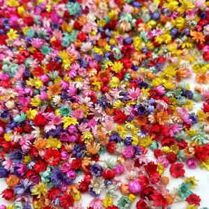 Vente <span class=keywords><strong>en</strong></span> gros DIY fleur sèche Brésil petite étoile fleur naturelle minuscules fleurs séchées pour résine époxy art ongles savon parfumé fabrication <span class=keywords><strong>de</strong></span> bougies - Product Image 6