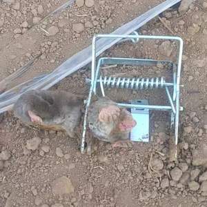 Trampas para ratones reutilizables de alta calidad, solución de trampa Gopher antiplagas en vivo, proveedores de Control de eliminación de roedores - Product Image 6