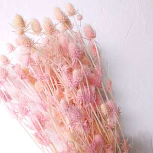 Fruit préservé de la Saint-Valentin et eryngo <span class=keywords><strong>Eryngium</strong></span> <span class=keywords><strong>foetidum</strong></span> de haute qualité les plus populaires pour la décoration intérieure - Product Image 3