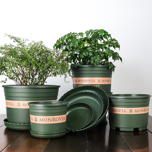 Plantes vertes succulentes de jardin de balcon de maison de famille de gallon de graisse naine peu profonde dans des pots <span class=keywords><strong>en</strong></span> plastique pour une croissance facile - Product Image 6