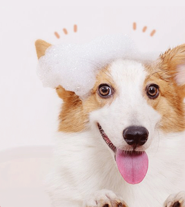 Champú y acondicionador todo en uno para perros y gatos, desodorizante, refrescante y quitamanchas, servicio de procesamiento de Gel de Ducha - Product Image 6