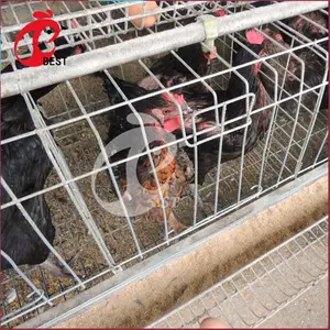 Élevage de volaille à poules Type A, 2 types de Cage à batterie