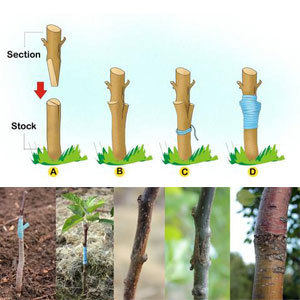 Kit d'outils de greffage et de taille pour arbres fruitiers et vignes, comprenant des cisailles de taille, des ciseaux et un coupe-câbles, avec poignée antidérapante - Product Image 5