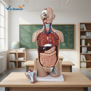 Modelo de Torso de Esqueleto de Anatomía Humana de 27 Partes, Doble Sexo, Tamaño Real con Espalda Abierta, Plástico/PVC para Escuelas y Hospitales por Vic Science - Product Image 5