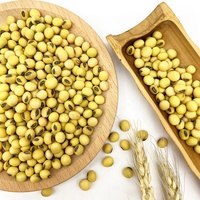 Soja jaune chinois à haute teneur en protéines récolté en 2022 / Grains de soja pour l'alimentation animale