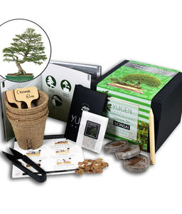 中国ニレ盆栽栽培キット - Product Image 1