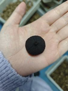 Rekabetçi fiyat siyah sarımsak fermente prim siyah yalnız sarımsak sağlık faydaları ile - Product Image 6