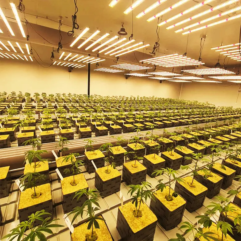 LED rumah kaca Samsung 8 Bar 800W, lampu tumbuh tanaman spektrum penuh untuk tanaman dalam ruangan