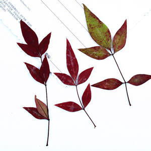 <span class=keywords><strong>Nandina</strong></span> Domestica hojas con ramas suministros para hacer tarjetas joyería de resina planta Natural <span class=keywords><strong>flor</strong></span> prensada Real DIY - Product Image 3