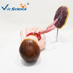 Modèle de circulation sanguine fœtale, modèle de cordon ombilical et de placenta pour nouveau-né, organes internes du nourrisson (détachables et - Product Image 4