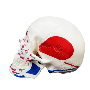 Mini modelo de cráneo blanco 1/2 con puntos de anclaje muscular - Herramienta educativa de anatomía - Product Image 3