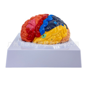Modelo cerebral, regiones cerebrales, tronco cerebral, cerebro, cerebelo, relación estructural, áreas funcionales del cerebro, anatomía, audición - Product Image 1
