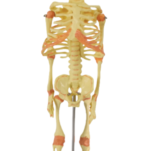 หุ่นโครงกระดูกพีวีซี30 cm สำหรับทารกหุ่นโครงกระดูก ADA-A112 bvn โมเดลโครงกระดูกสำหรับนักเรียนวิทยาศาสตร์ทางการแพทย์ - Product Image 4