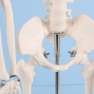 Modèle de squelette humain 85 cm, modèle d'enseignement de la biologie osseuse, modèle d'anatomie de squelette pour l'enseignement médical, ligaments et muscles - Product Image 2