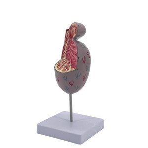Modelo Anatómico de la Estructura Testicular, Sistema Reproductivo Masculino y Modelo de Urología, PVC Blanco - Product Image 1