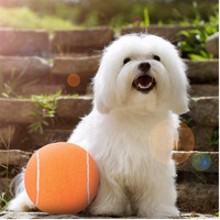 Balle de tennis rebondissante durable pour chien à bas prix, jouet interactif d'entraînement pour animaux de compagnie, jouet personnalisé imprimé pour animaux de compagnie en gros