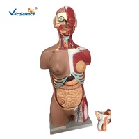 Modelo de Torso Muscular Desmontable Unisex de 85 cm, 18 Partes, Espalda Abierta, Modelo de Anatomía del Tronco Humano para Enseñanza, CE/ISO/ROHS/CNAS