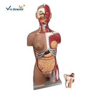 Modèle de torse musculaire démontable unisexe de 85 cm, 18 parties, dos ouvert, modèle d'anatomie du <span class=keywords><strong>tronc</strong></span> humain pour l'enseignement, CE/ISO/ROHS/CNAS - Product Image 6