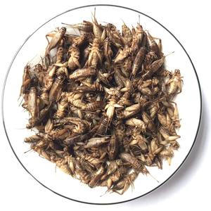 Nourriture pour insectes PROBUGS Eco-fresh Cricket, riche en protéines, populaire pour la nourriture des reptiles, des animaux et des oiseaux - Product Image 1