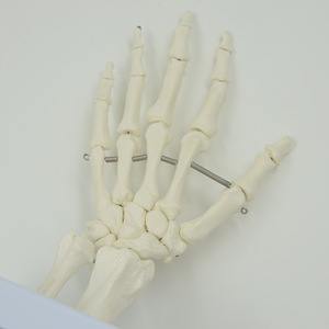 Matériel pédagogique médical : Modèle d'articulation de la main, modèle des os de la main (ulna et radius), modèle d'articulation des os de la main du squelette humain. - Product Image 3
