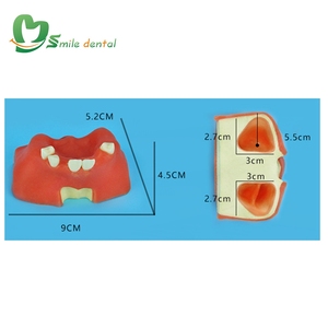 Modelo de práctica sinusal para implante dental - Product Image 1
