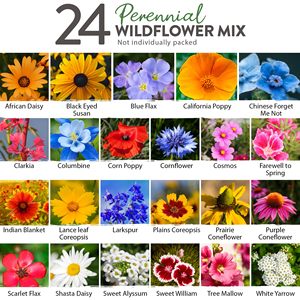 Mélange de 24 variétés de fleurs sauvages <span class=keywords><strong>vivaces</strong></span> en vrac pour jardins extérieurs, attractives pour les abeilles et les oiseaux, pour utilisation au sol - Product Image 2