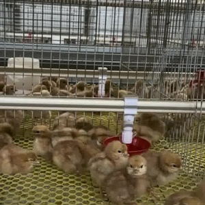Cages à batterie automatiques de type H pour l'élevage de poussins, bon <span class=keywords><strong>prix</strong></span>, neuves, cages pour poulettes, directement du fabricant - Product Image 1