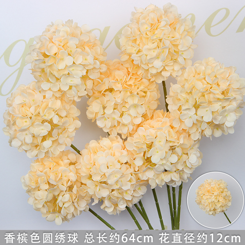 Hortensia rond couleur champagne