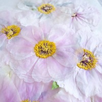 Bunga Peony Phoenix Putih yang Dipres