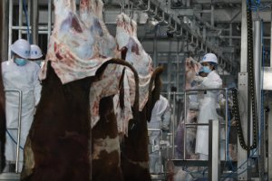 自動牛皮剥ぎ機、屠殺ライン用牛皮剥ぎ・皮剥ぎ装置 - Product Image 2