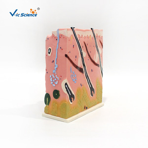 Synchronisation des couleurs assistée par l'ordinateur pour les modèles d'anatomie cutanée, modèles avancés de structures cutanées peintes - Product Image 4