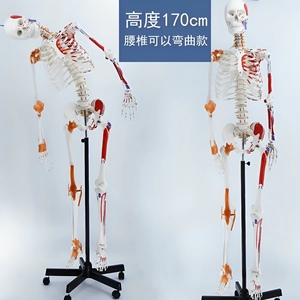 Modelo de Esqueleto Anatómico de PVC de 170 cm para Ciencias Médicas, Tamaño Real, Origen y Punto de Inserción Muscular en 3D, Esqueleto Humano HUICHUN Smd00211 - Product Image 4