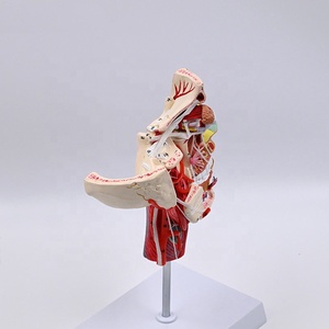 NOUVEAU Modèle d'anatomie des nerfs et des vaisseaux du crâne facial, modèle pédagogique pour étudiants en médecine - Product Image 2