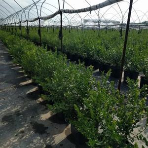 Fabricant d'approvisionnement pot de plantation rond <span class=keywords><strong>carré</strong></span> de myrtille pour la culture de myrtilles - Product Image 3