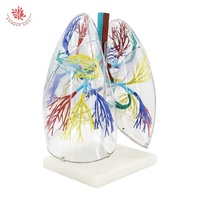 Modèle de poumons gonflables éducatifs avec tube pulmonaire, modèle de segment pulmonaire transparent agrandi, sciences médicales