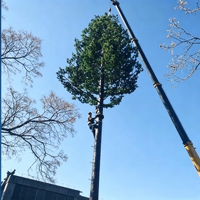 Tour d'antenne Wi-Fi dissimulée en acier galvanisé à chaud Q235B, design arbre bionique, pour parcs et sites touristiques urbains
