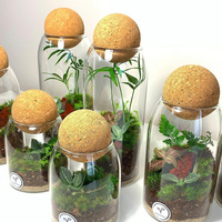Pot de culture en verre, terrarium avec couvercle en liège sphérique pour plantes aquatiques, succulentes, décoration de table intérieure