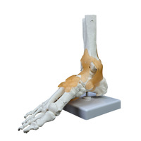 Modelo de Articulación de Tobillo Humano con Ligamentos |   Modelo Anatómico del Esqueleto del Pie y Tobillo para Enseñanza y Educación Médica
