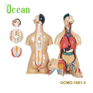 Modelo anatómico de los músculos, modelo de órgano humano - Product Image 2