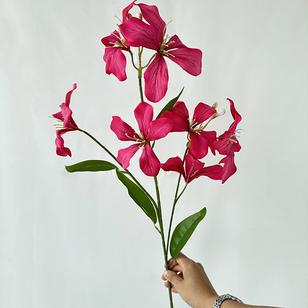 Mei Yi Flame Orchid Rose Red