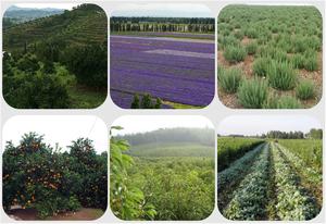 Natürliches Reines Thymol 99,5% Pulver und Synthetische Thymol-Kristalle Großhandel für Tabak und Industriearomen CAS-Nr. 89-83-8 - Product Image 4