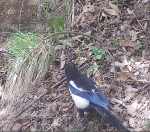 Caméra de chasse à vision nocturne avec étui de protection à faible lueur pour la photographie de chasse sur sentier - Product Image 5