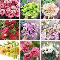 Asal usul Eustoma grandiflorum Varietas bunga berbunga dua kelopak dan mudah ditanam, cocok untuk bunga taman luar ruangan