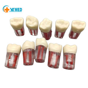 Bloque de entrenamiento para práctica Dental Root Canal Dientes Endodoncia Resina Manual Pulpa abierta Modelo de conducto radicular para tratamiento - Product Image 2