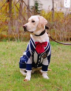 Suéter de perro mascota grande <span class=keywords><strong>Golden</strong></span> <span class=keywords><strong>Retriever</strong></span> personalizado de fábrica, ropa, cárdigan de invierno, <span class=keywords><strong>abrigo</strong></span> - Product Image 3