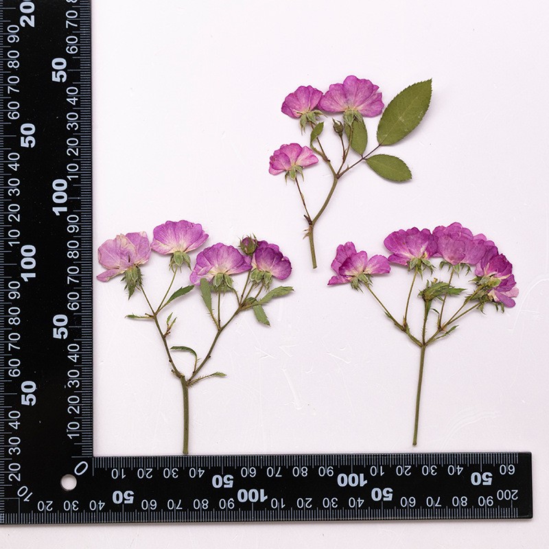MH726 Yuejiceyaduotou Fuchsia naturel
