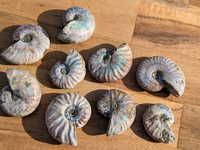 Vente en gros d'ammonites fossiles naturelles aux couleurs arc-en-ciel, spécimens de coquillages pr'historiques pour la décoration de la maison et la guérison Reiki