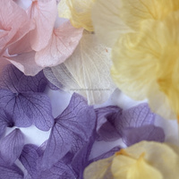 Pétales de fleurs d'hortensia Anna naturelles préservées, 100 % toucher réel, blanc, rose, crème, pour décoration de mariage et matériaux de bricolage