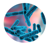 Poudre Offre Spéciale de Bacillus Coagulans des probiotiques 10B de catégorie de nourriture/alimentation